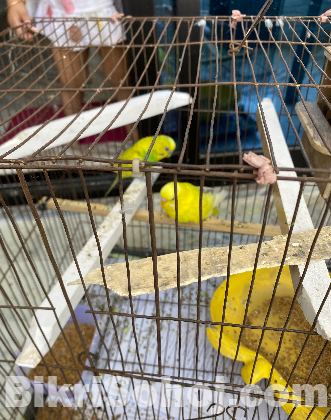 বাজ্রিগর পাখি